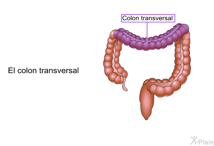 El colon transversal