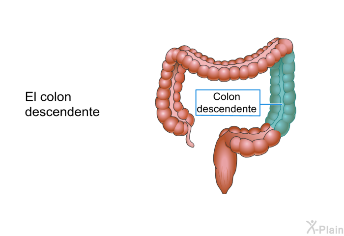 El colon descendente