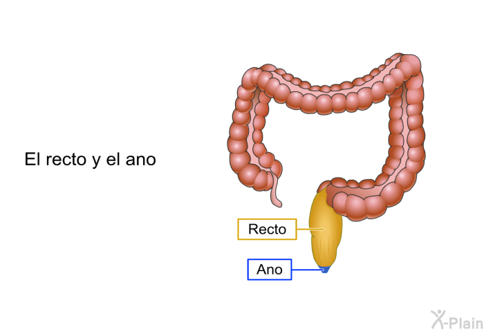 El recto y el ano