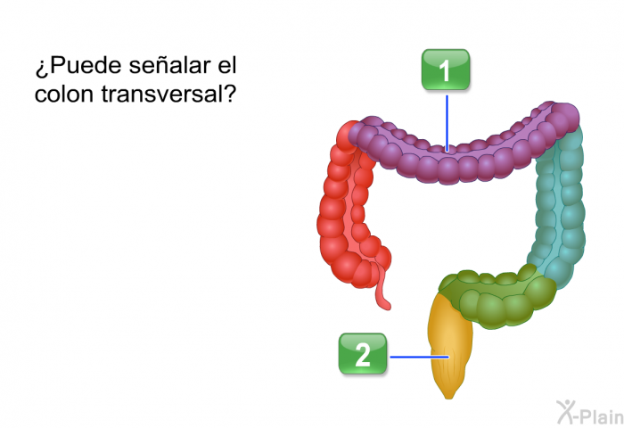 ¿Puede sealar el colon transversal?