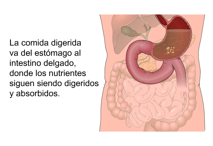 La comida digerida va del estmago al intestino delgado, donde los nutrientes siguen siendo digeridos y absorbidos.