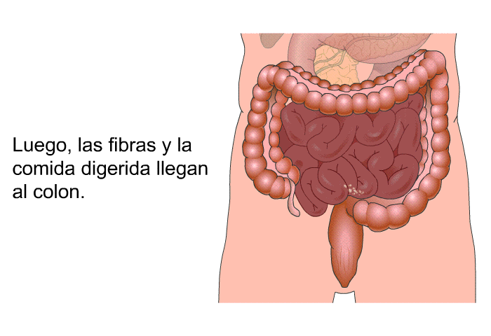 Luego, las fibras y la comida digerida llegan al colon.