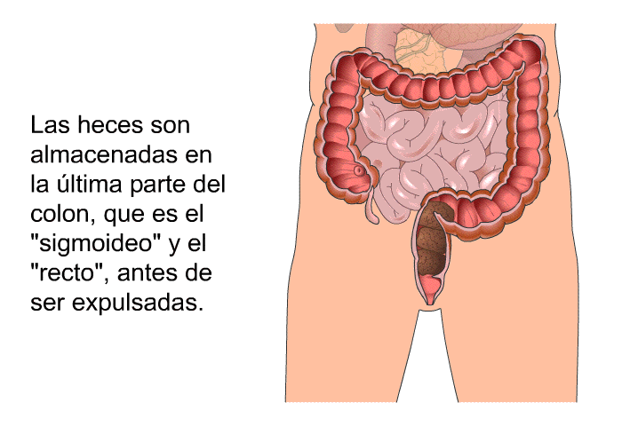 Las heces son almacenadas en la ltima parte del colon, que es el "sigmoideo" y el "recto", antes de ser expulsadas.