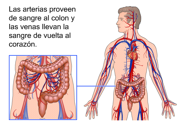 Las arterias proveen de sangre al colon y las venas llevan la sangre de vuelta al corazn.
