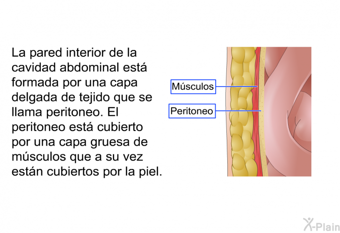 La pared interior de la cavidad abdominal est formada por una capa delgada de tejido que se llama peritoneo. El peritoneo est cubierto por una capa gruesa de msculos que a su vez estn cubiertos por la piel.