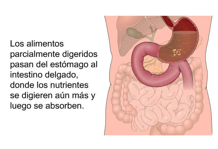 Los alimentos parcialmente digeridos pasan del estmago al intestino delgado, donde los nutrientes se digieren an ms y luego se absorben.