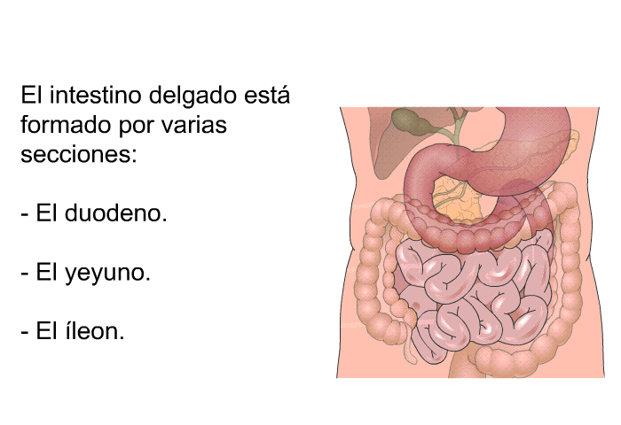 El intestino delgado est formado por varias secciones:  El duodeno. El yeyuno. El leon.