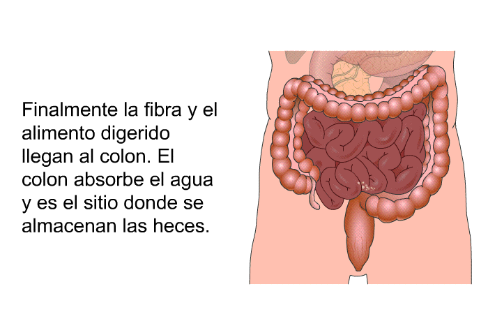 Finalmente la fibra y el alimento digerido llegan al colon. El colon absorbe el agua y es el sitio donde se almacenan las heces.