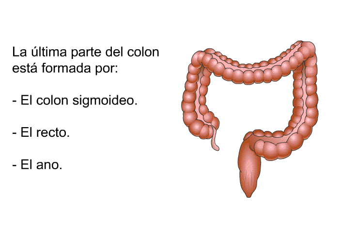 La ltima parte del colon est formada por:  El colon sigmoideo. El recto. El ano.