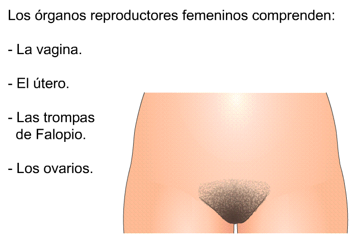 Los rganos reproductores femeninos comprenden:  La vagina. El tero. Las trompas de Falopio. Los ovarios.