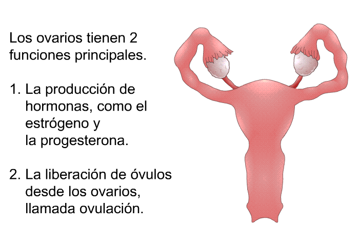 Los ovarios tienen 2 funciones principales.  La produccin de hormonas, como el estrgeno y la progesterona. La liberacin de vulos desde los ovarios, llamada ovulacin.