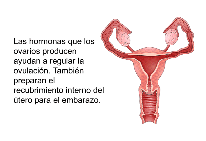 Las hormonas que los ovarios producen ayudan a regular la ovulacin. Tambin preparan el recubrimiento interno del tero para el embarazo.