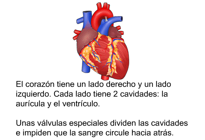 El corazn tiene un lado derecho y un lado izquierdo. Cada lado tiene 2 cavidades: la aurcula y el ventrculo. Unas vlvulas especiales dividen las cavidades e impiden que la sangre circule hacia atrs.