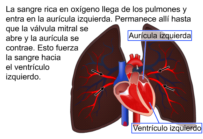 La sangre rica en oxgeno llega de los pulmones y entra en la aurcula izquierda. Permanece all hasta que la vlvula mitral se abre y la aurcula se contrae. Esto fuerza la sangre hacia el ventrculo izquierdo.