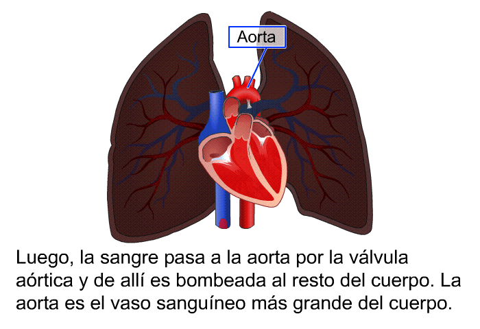 Luego, la sangre pasa a la aorta por la vlvula artica y de all es bombeada al resto del cuerpo. La aorta es el vaso sanguneo ms grande del cuerpo.