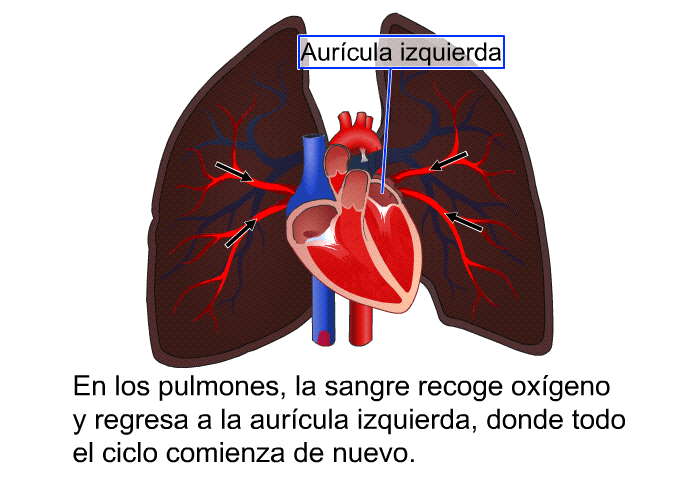 En los pulmones, la sangre recoge oxgeno y regresa a la aurcula izquierda, donde todo el ciclo comienza de nuevo.