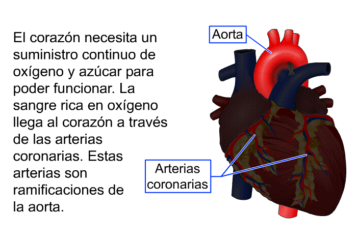 El corazn necesita un suministro continuo de oxgeno y azcar para poder funcionar. La sangre rica en oxgeno llega al corazn a travs de las arterias coronarias. Estas arterias son ramificaciones de la aorta.