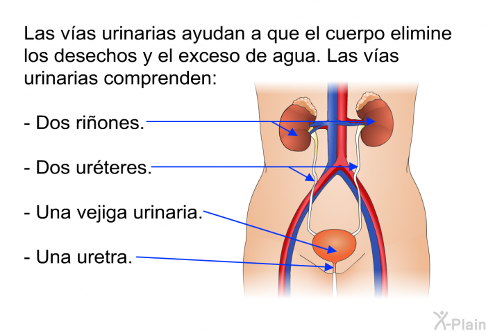 Las vas urinarias ayudan a que el cuerpo elimine los desechos y el exceso de agua. Las vas urinarias comprenden:  Dos riones. Dos urteres. Una vejiga urinaria. Una uretra.