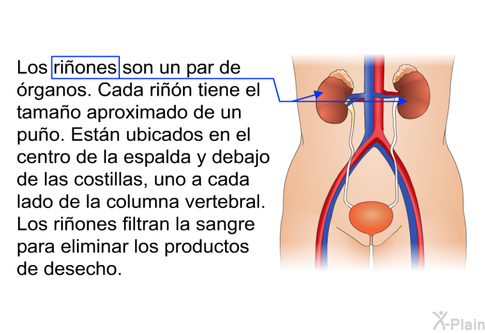 Los riones son un par de rganos. Cada rin tiene el tamao aproximado de un puo. Estn ubicados en el centro de la espalda y debajo de las costillas, uno a cada lado de la columna vertebral. Los riones filtran la sangre para eliminar los productos de desecho.