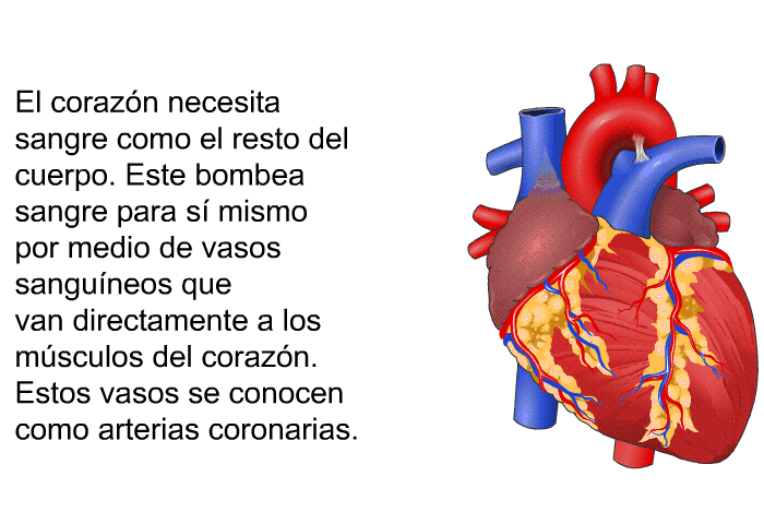 El corazn necesita sangre como el resto del cuerpo. Este bombea sangre para s mismo por medio de vasos sanguneos que van directamente a los msculos del corazn. Estos vasos se conocen como arterias coronarias.