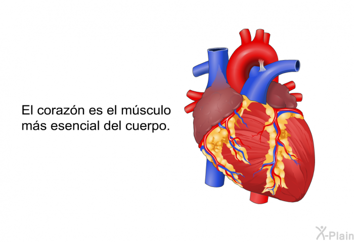 El corazn es el msculo ms esencial del cuerpo.