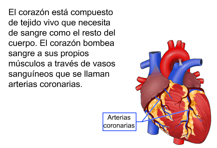 El corazn est compuesto de tejido vivo que necesita de sangre como el resto del cuerpo. El corazn bombea sangre a sus propios msculos a travs de vasos sanguneos que se llaman arterias coronarias.