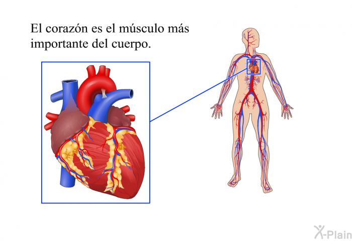 El corazn es el msculo ms importante del cuerpo.