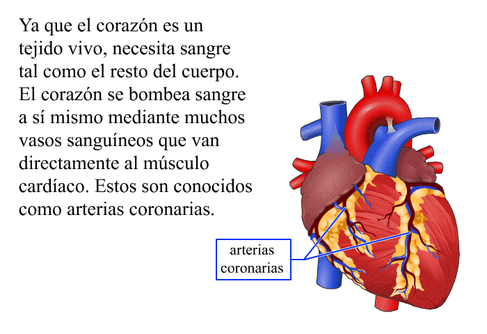 Ya que el corazn es un tejido vivo, necesita sangre tal como el resto del cuerpo. El corazn se bombea sangre a s mismo mediante muchos vasos sanguneos que van directamente al msculo cardaco. Estos son conocidos como arterias coronarias.