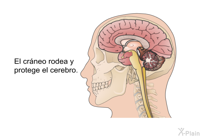 El cr�neo rodea y protege el cerebro.