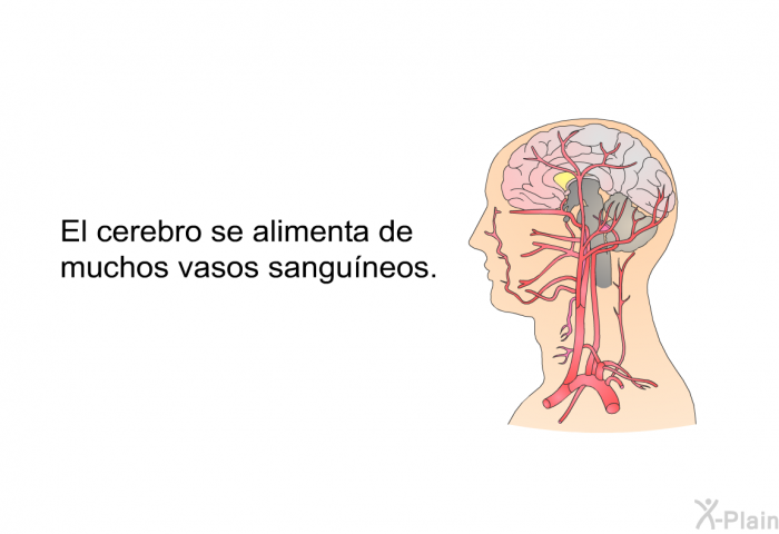 El cerebro se alimenta de muchos vasos sanguneos.