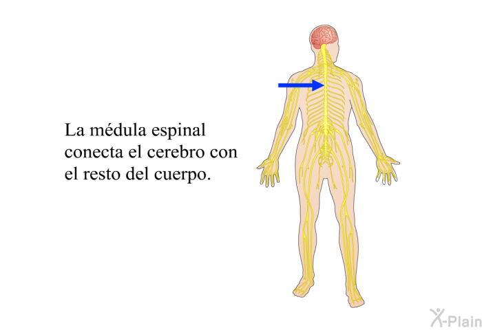 La mdula espinal conecta el cerebro con el resto del cuerpo.