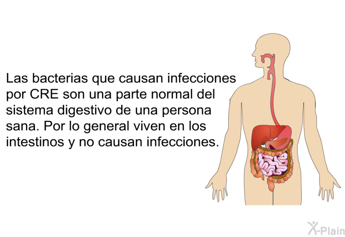 Las bacterias que causan infecciones por CRE son una parte normal del sistema digestivo de una persona sana. Por lo general viven en los intestinos y no causan infecciones.