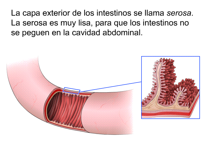 La capa exterior de los intestinos se llama <I>serosa</I>. La serosa es muy lisa, para que los intestinos no se peguen en la cavidad abdominal.