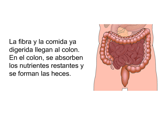 La fibra y la comida ya digerida llegan al colon. En el colon, se absorben los nutrientes restantes y se forman las heces.