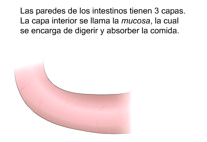 Las paredes de los intestinos tienen 3 capas. La capa interior se llama la <I>mucosa</I>, la cual se encarga de digerir y absorber la comida.