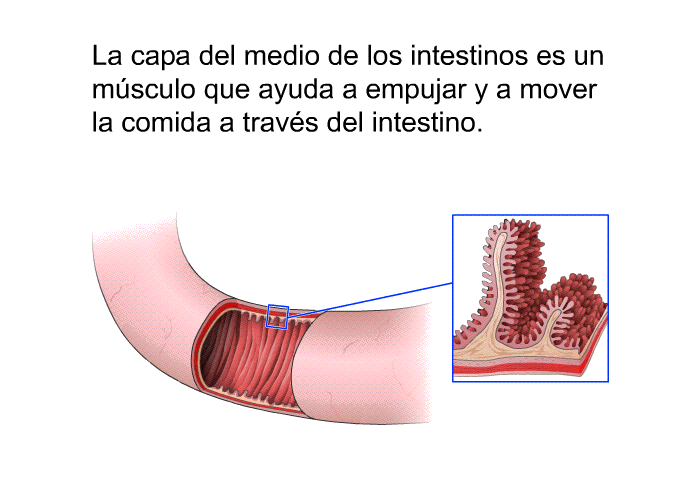 La capa del medio de los intestinos es un msculo que ayuda a empujar y a mover la comida a travs del intestino.