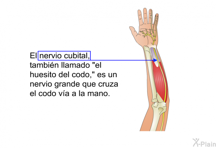 El nervio cubital, tambin llamado “el huesito del codo,” es un nervio grande que cruza el codo va a la mano.