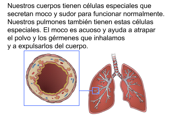 PatEdu Fibrosis Qu stica