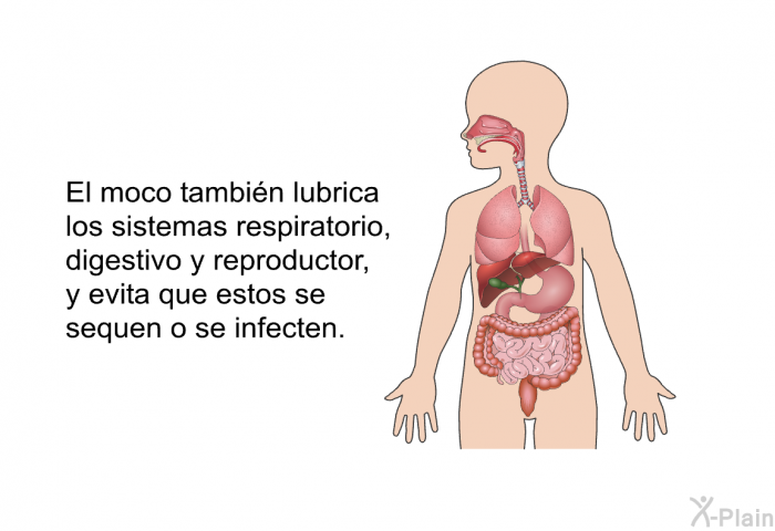El moco tambin lubrica los sistemas respiratorio, digestivo y reproductor, y evita que estos se sequen o se infecten.