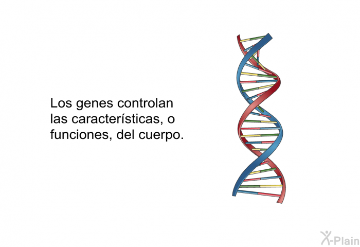 Los genes controlan las caractersticas, o funciones, del cuerpo.