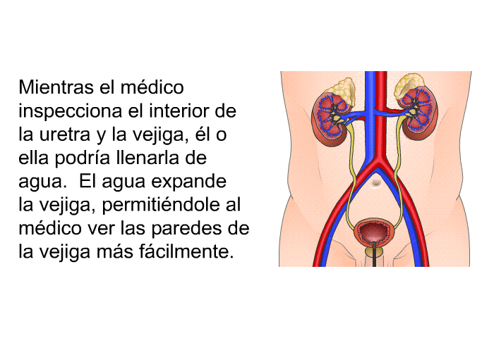Mientras el mdico inspecciona el interior de la uretra y la vejiga, l o ella podra llenarla de agua. El agua expande la vejiga, permitindole al mdico ver las paredes de la vejiga ms fcilmente.