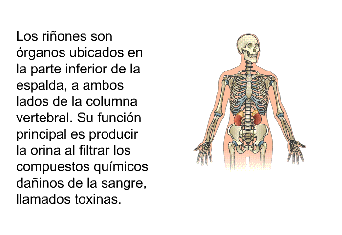 Los riones son rganos ubicados en la parte inferior de la espalda, a ambos lados de la columna vertebral. Su funcin principal es producir la orina al filtrar los compuestos qumicos dainos de la sangre, llamados toxinas.