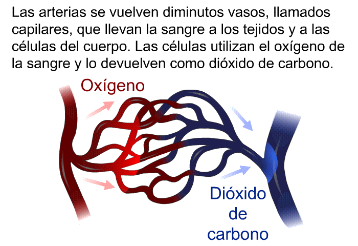 Las arterias se vuelven diminutos vasos, llamados capilares, que llevan la sangre a los tejidos y a las clulas del cuerpo. Las clulas utilizan el oxgeno de la sangre y lo devuelven como dixido de carbono.