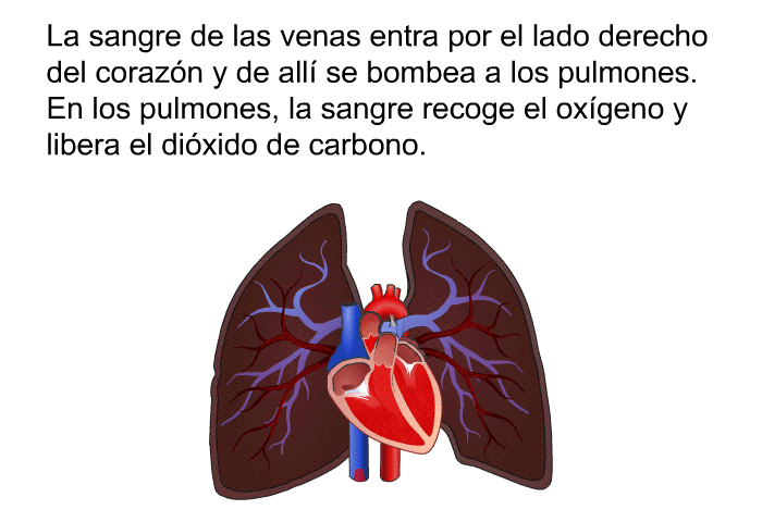 La sangre de las venas entra por el lado derecho del corazn y de all se bombea a los pulmones. En los pulmones, la sangre recoge el oxgeno y libera el dixido de carbono.
