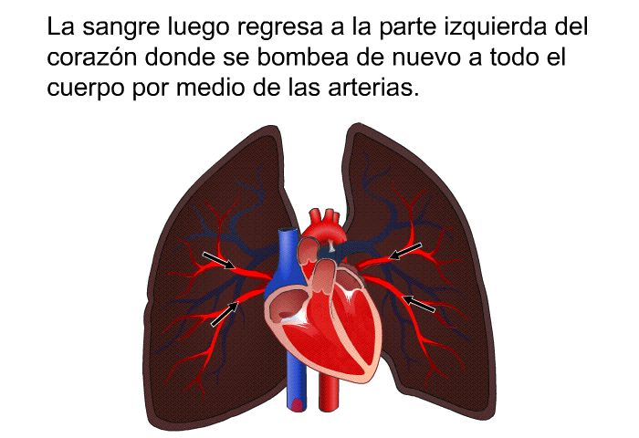 La sangre luego regresa a la parte izquierda del corazn donde se bombea de nuevo a todo el cuerpo por medio de las arterias.