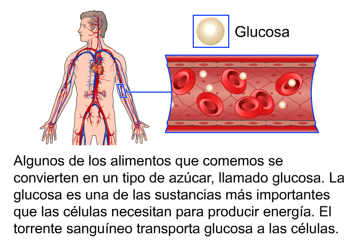 Algunos de los alimentos que comemos se convierten en un tipo de azcar, llamado glucosa. La glucosa es una de las sustancias ms importantes que las clulas necesitan para producir energa. El torrente sanguneo transporta glucosa a las clulas.