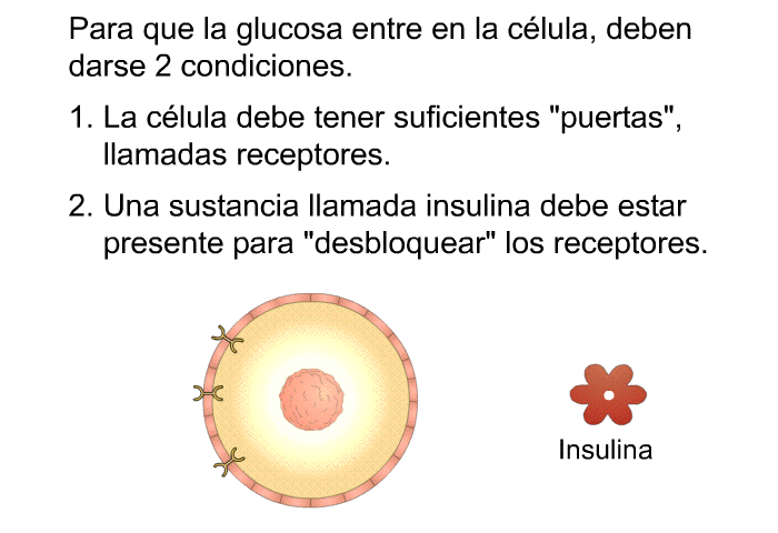 Para que la glucosa entre en la clula, deben darse 2 condiciones.  La clula debe tener suficientes «puertas», llamadas receptores. Una sustancia llamada insulina debe estar presente para «desbloquear» los receptores.