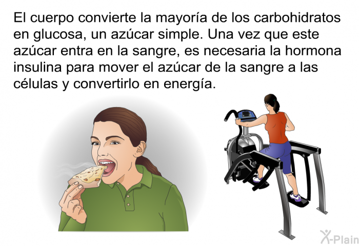 El cuerpo convierte la mayora de los carbohidratos en glucosa, un azcar simple. Una vez que este azcar entra en la sangre, es necesaria la hormona insulina para mover el azcar de la sangre a las clulas y convertirlo en energa.