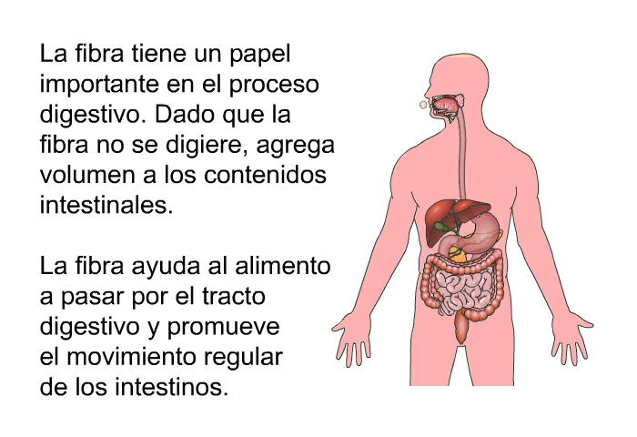 La fibra tiene un papel importante en el proceso digestivo. Dado que la fibra no se digiere, agrega volumen a los contenidos intestinales. La fibra ayuda al alimento a pasar por el tracto digestivo y promueve el movimiento regular de los intestinos.