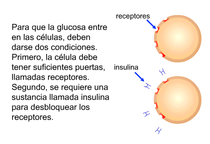Para que la glucosa entre en las clulas, deben darse dos condiciones. Primero, la clula debe tener suficientes puertas, llamadas receptores. Segundo, se requiere una sustancia llamada insulina para desbloquear los receptores.